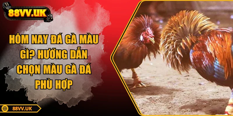 hom-nay-da-ga-mau-gi