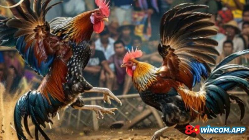 Trò chơi đá gà cùng bạn cá độ an toàn, minh bạch
